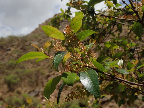 Weinmannia boliviensis (Weinmannia boliviensis)