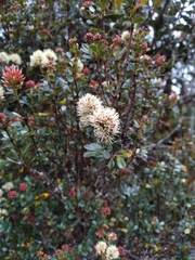 Weinmannia cochensis (Weinmannia cochensis)