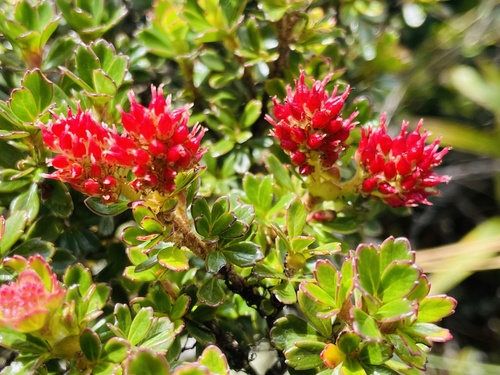 Weinmannia cochensis (Weinmannia cochensis)