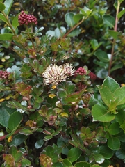 Weinmannia cochensis (Weinmannia cochensis)