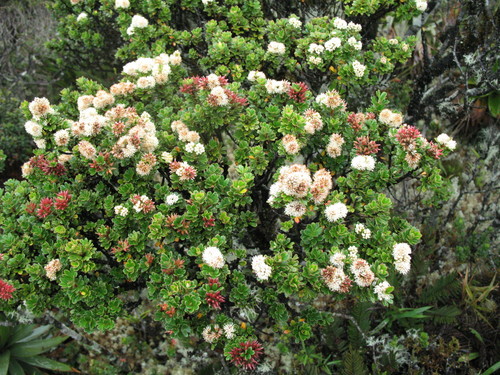 Weinmannia cochensis (Weinmannia cochensis)