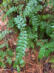 Weinmannia intermedia (Weinmannia intermedia)
