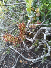 Weinmannia mariquitae (Weinmannia mariquitae)