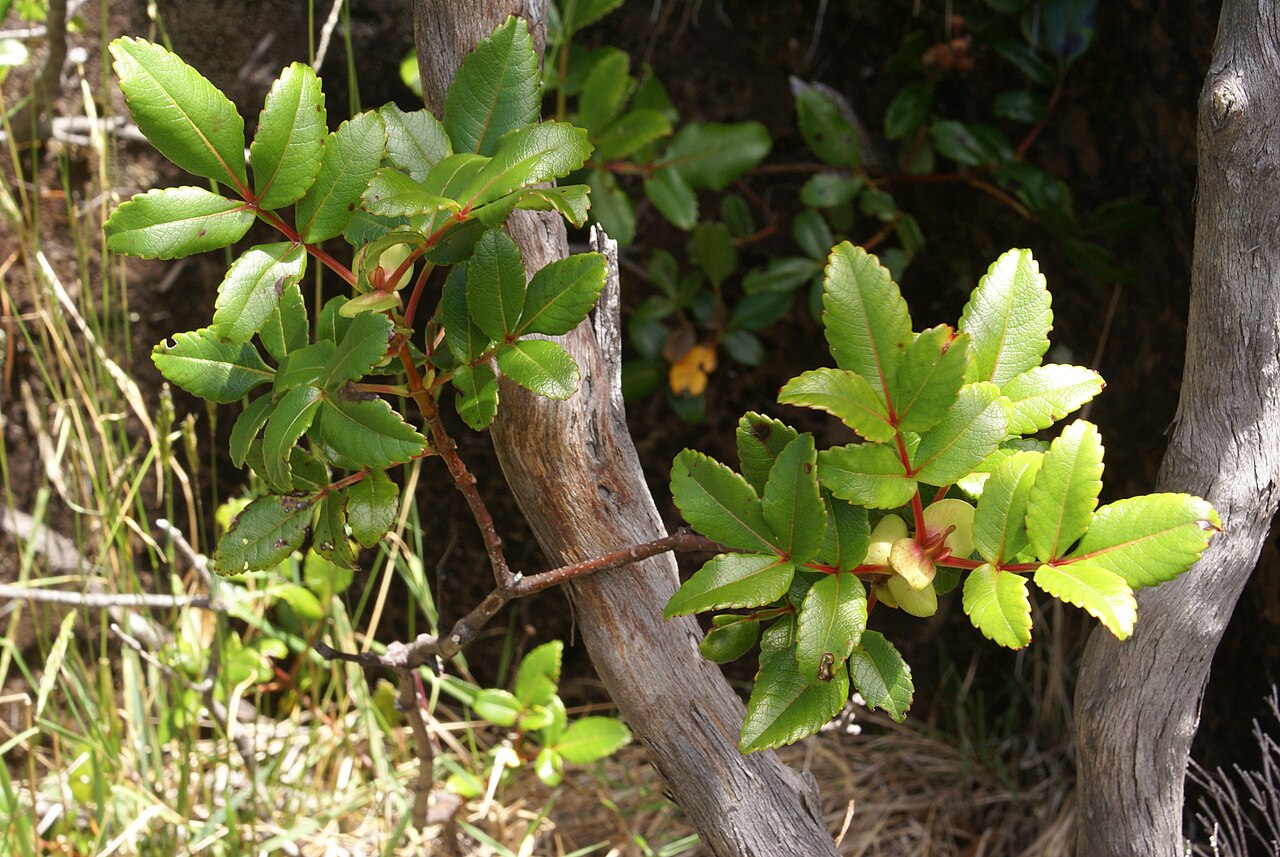 Weinmannia mauritiana: Leaves of Weinmannia mauritiana , shrub species endemic to Mascarene islands, here on the edge of Plaine des Sables on Réunion island