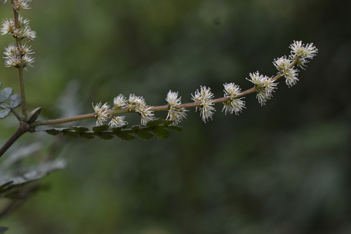 Weinmannia microphylla (Weinmannia microphylla)