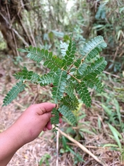 Weinmannia microphylla (Weinmannia microphylla)