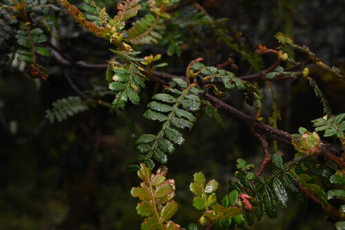 Weinmannia microphylla (Weinmannia microphylla)