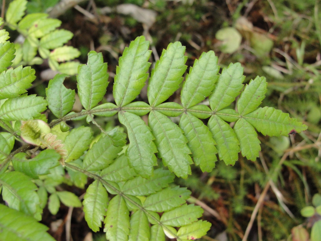 Weinmannia organensis (Weinmannia organensis)