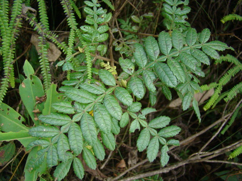 Weinmannia organensis (Weinmannia organensis)