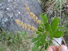 Weinmannia paulliniifolia (Weinmannia paulliniifolia)