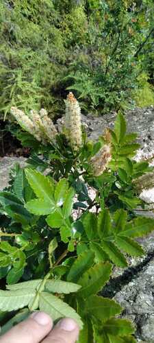Weinmannia paulliniifolia (Weinmannia paulliniifolia)