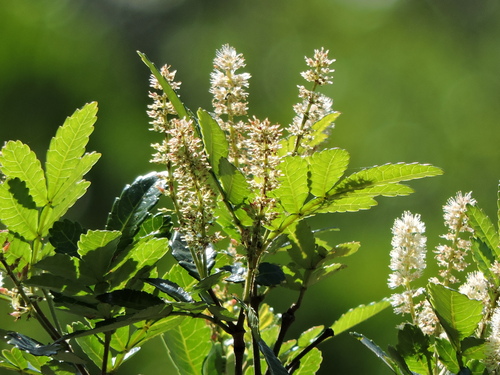 Weinmannia paulliniifolia (Weinmannia paulliniifolia)
