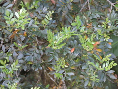 Weinmannia paulliniifolia (Weinmannia paulliniifolia)