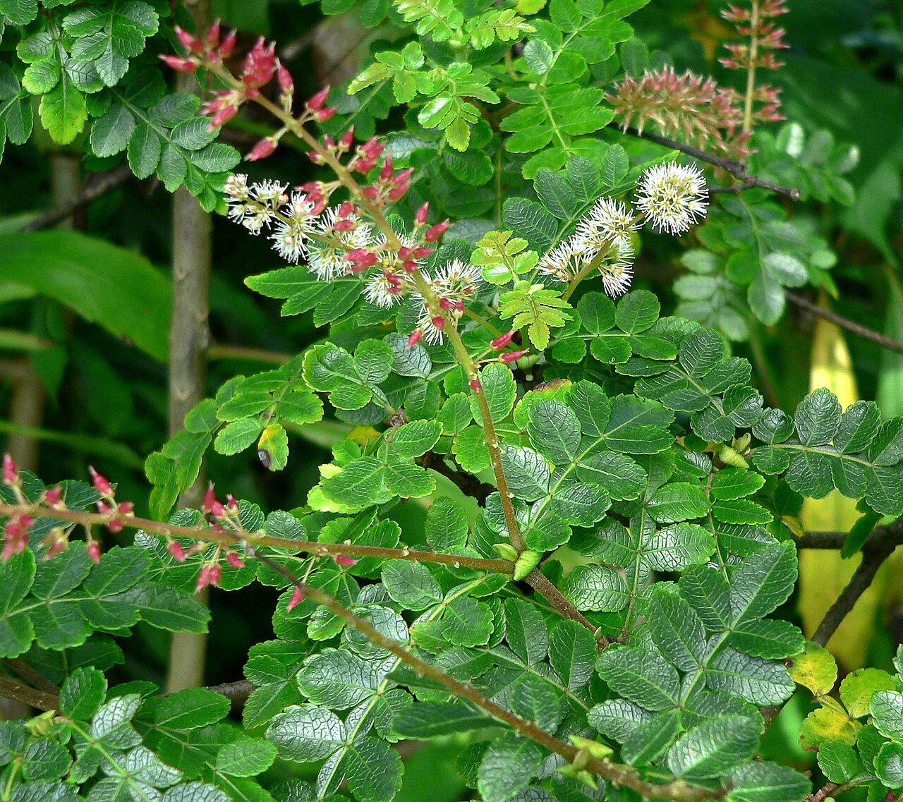 Bastard briziletto: Weinmannia pinnata at the San Francisco Botanical Garden