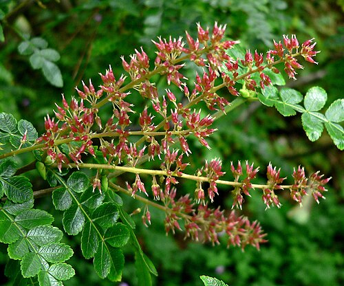Bastard briziletto: Weinmannia pinnata at the San Francisco Botanical Garden
