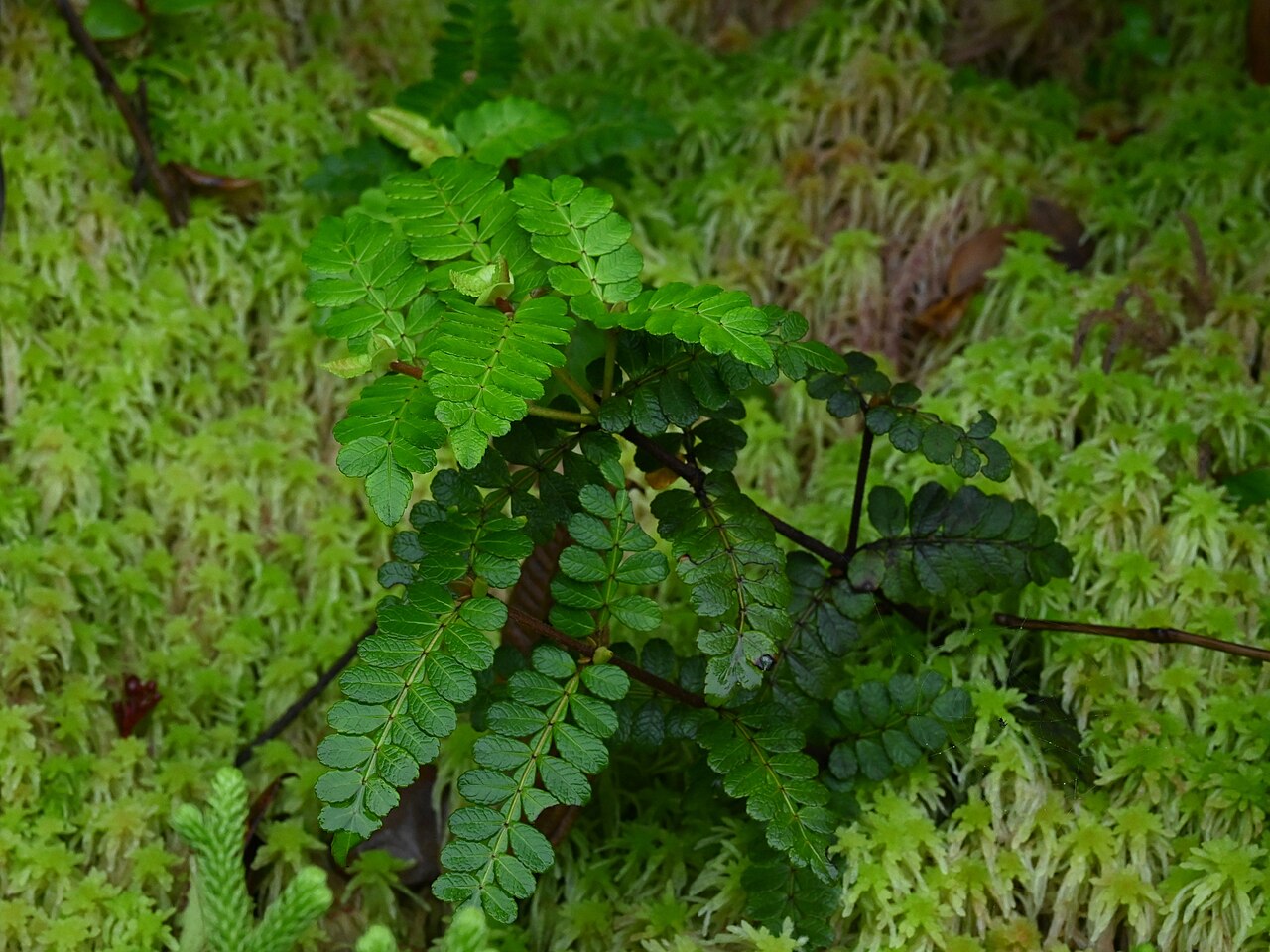 Bastard briziletto: Weinmannia pinnata on the slopes of La Soufriere volcano, Basse-Terre, Guadeloupe