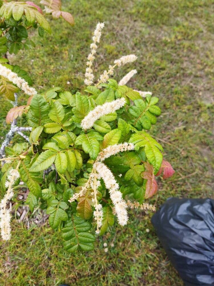 Weinmannia pubescens (Weinmannia pubescens)