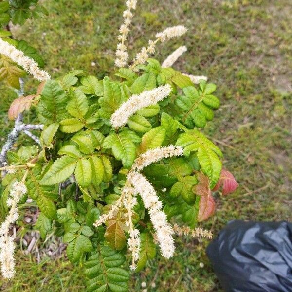 Weinmannia pubescens (Weinmannia pubescens)