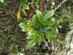 Weinmannia tinctoria (Weinmannia tinctoria)