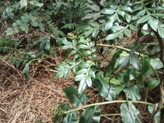 Weinmannia tinctoria (Weinmannia tinctoria)
