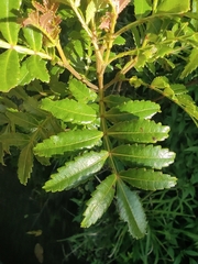 Weinmannia tinctoria (Weinmannia tinctoria)