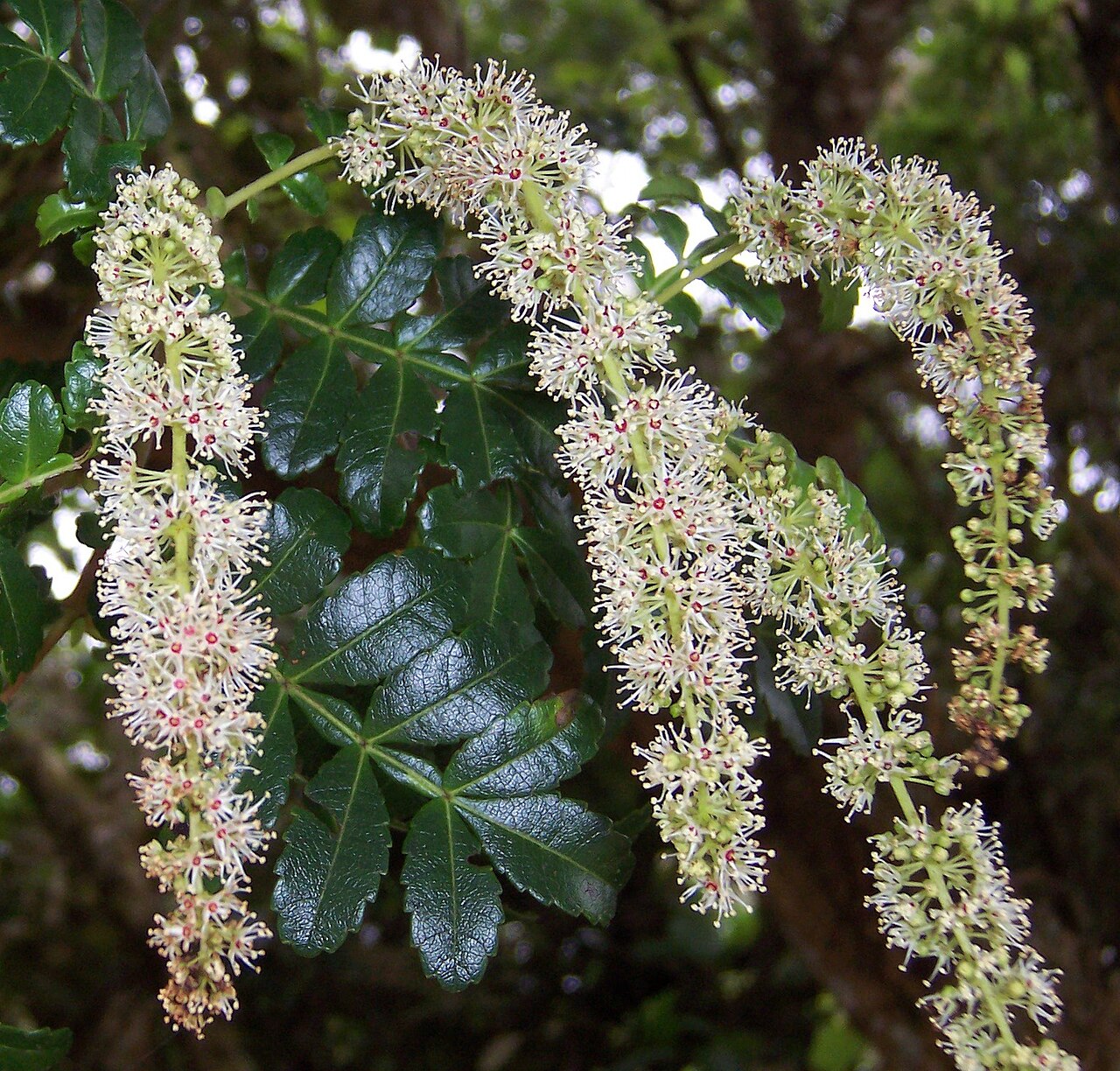 Weinmannia tinctoria: Tan rouge ( Weinmannia tinctoria ) - flowers Photo : B.navez - 10 NOV 2005 - Réunion Island