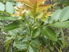 Weinmannia tinctoria (Weinmannia tinctoria)