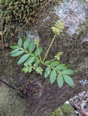 Weinmannia tinctoria (Weinmannia tinctoria)