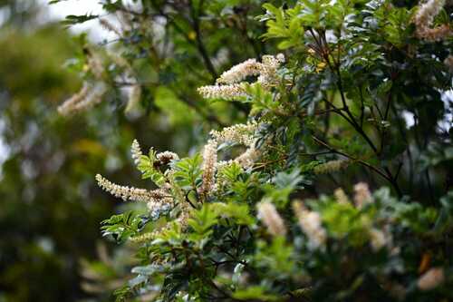 Weinmannia tinctoria (Weinmannia tinctoria)