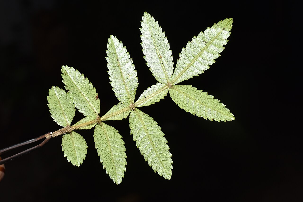 Weinmannia tinctoria: Feuille face abaxial, Localisation: Piton Cabris Date: 18 mai 2023