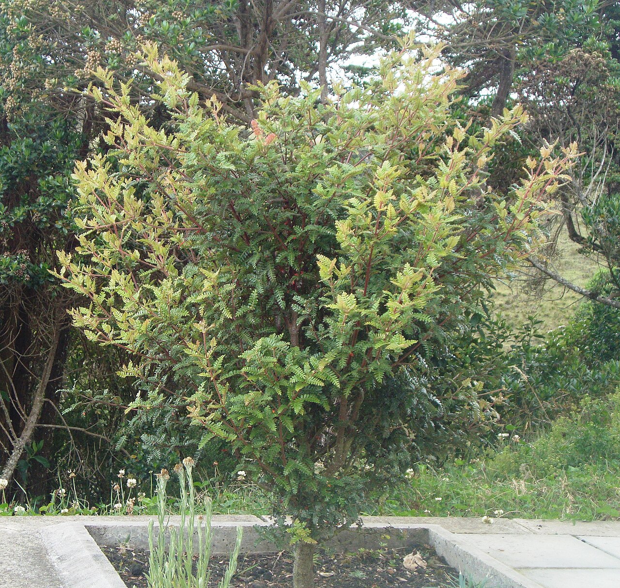 Weinmannia tomentosa: Planta de Encenillo sembrada y cuidada por los estudiantes de la Escuela El Toldo en Sumapaz / Colombia.