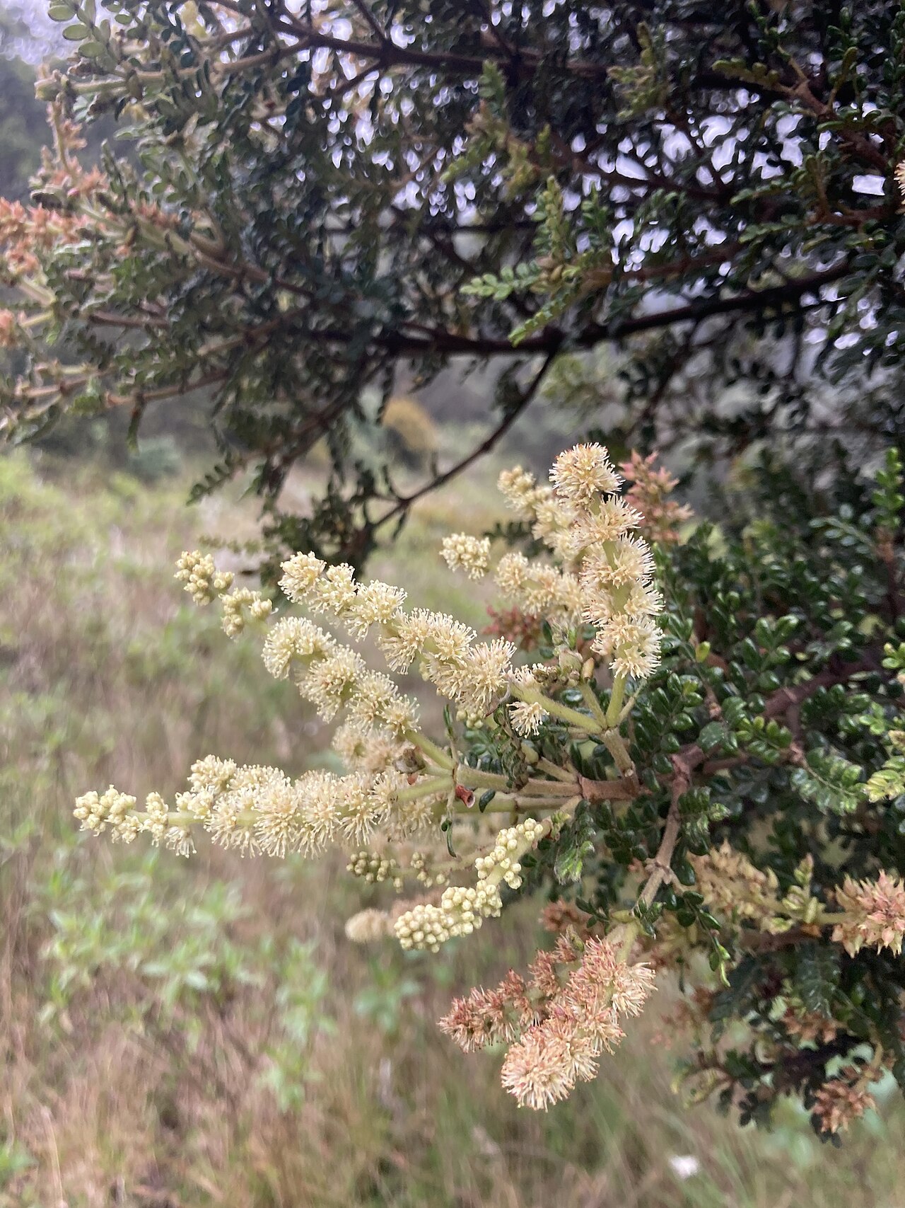 Weinmannia tomentosa: Weinmannia tomentosa, Bogotá, D.C. , CO-CU, CO, 2022-05-18 (iNaturalist).