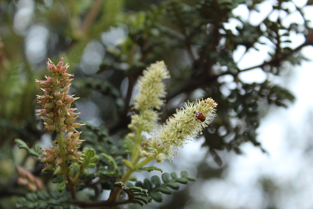 Weinmannia tomentosa: Flores de Weinmannia tomentosa en Paipa, Colombia.