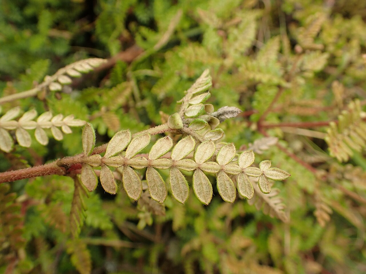 Weinmannia tomentosa: Weinmannia tomentosa, Buenos Aires, La Calera, Cundinamarca, Colombia, 2023-08-21 (iNaturalist).