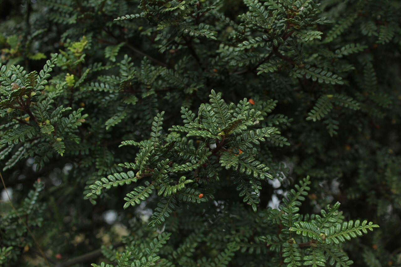 Weinmannia tomentosa: Hojas de Weinmannia tomentosa en Paipa, Colombia.
