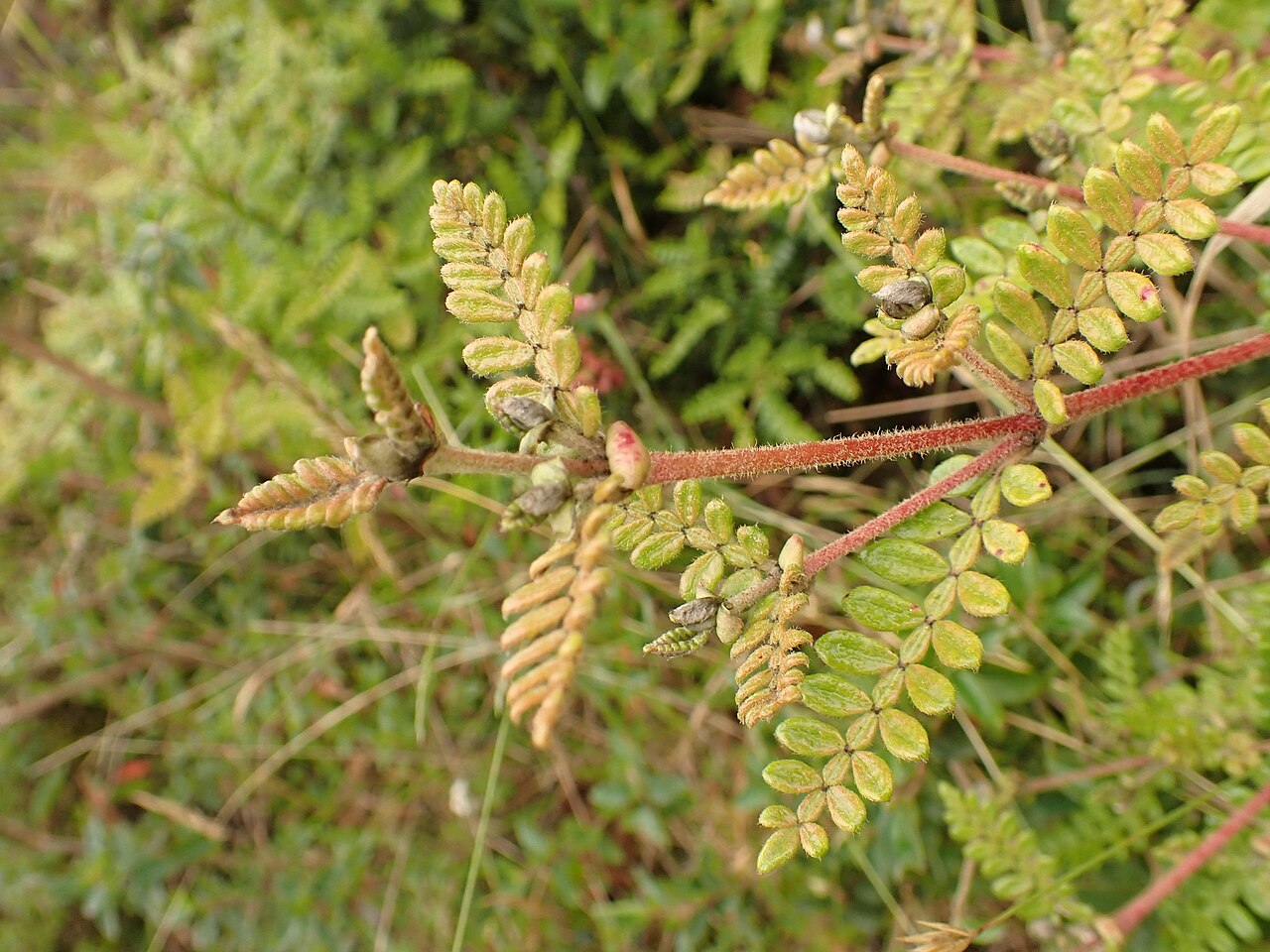 Weinmannia tomentosa: Weinmannia tomentosa, Buenos Aires, La Calera, Cundinamarca, Colombia, 2023-08-21 (iNaturalist).