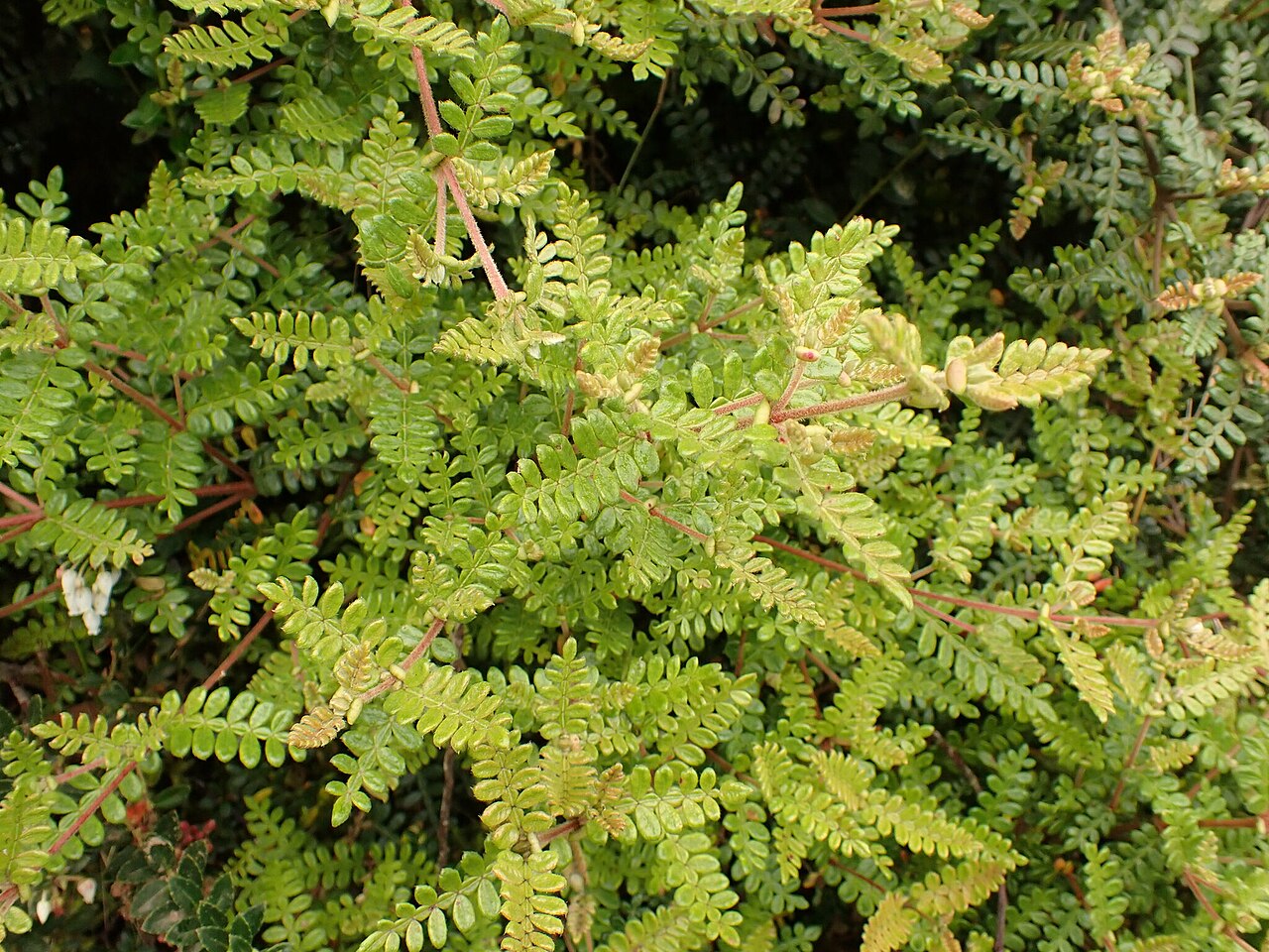 Weinmannia tomentosa: Weinmannia tomentosa, Buenos Aires, La Calera, Cundinamarca, Colombia, 2023-08-21 (iNaturalist).
