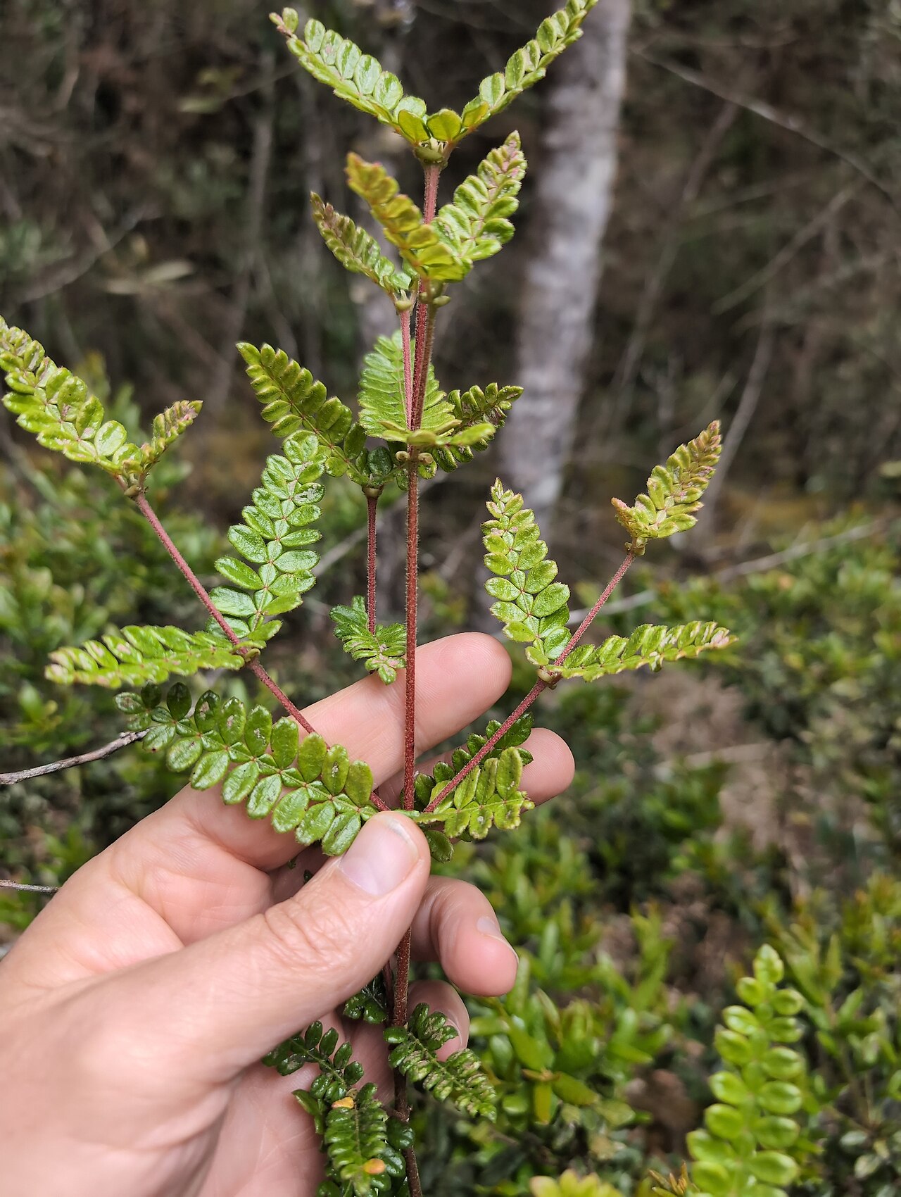 Weinmannia tomentosa: Weinmannia tomentosa, Bogotá, D.C. , CO-CU, CO, 2025-10-25 (iNaturalist).