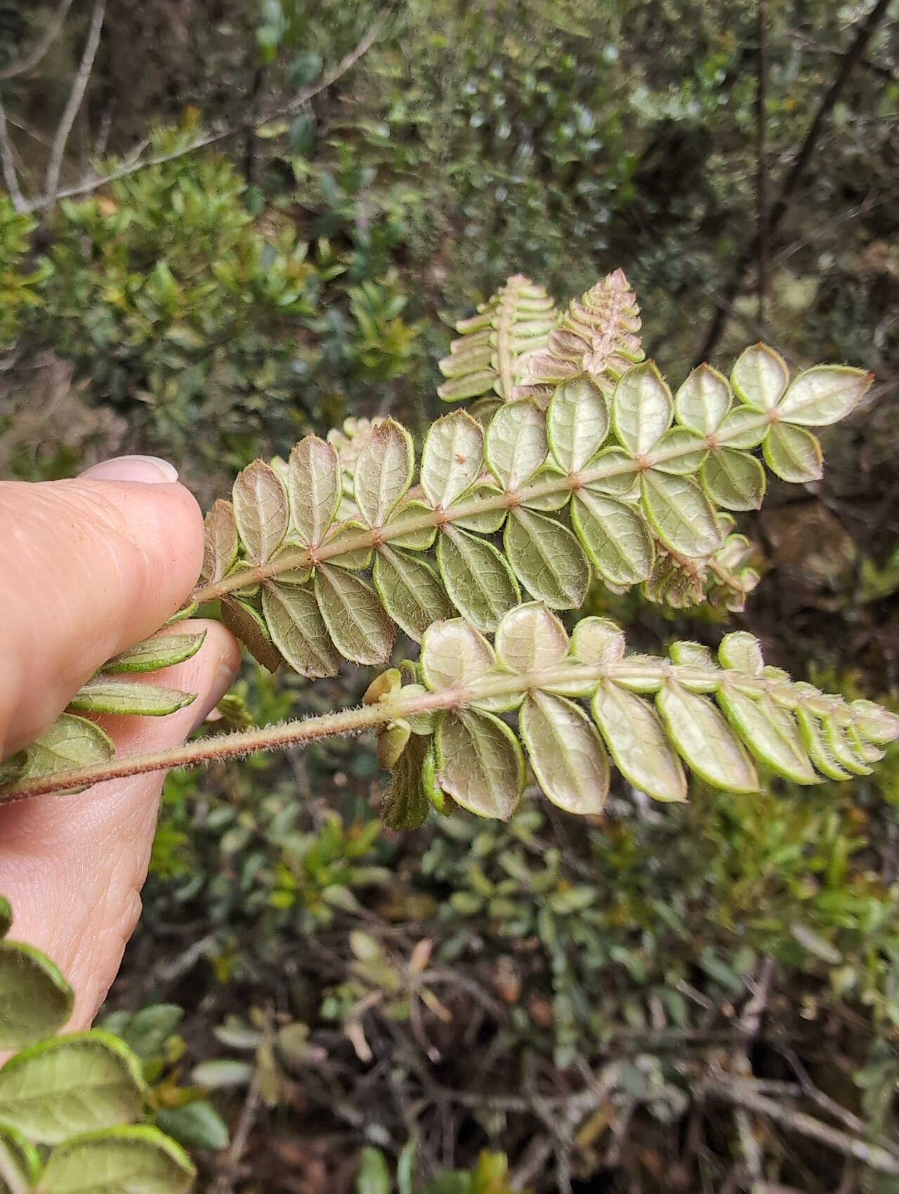 Weinmannia tomentosa: Weinmannia tomentosa, Bogotá, D.C. , CO-CU, CO, 2025-10-25 (iNaturalist).