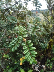 Weinmannia trianae (Weinmannia trianae)
