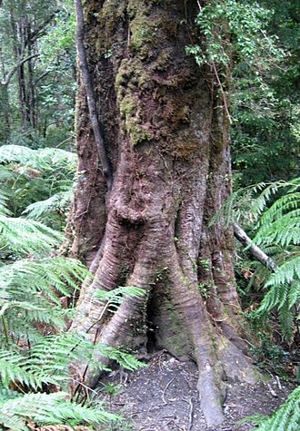 Weinmannia trichosperma: Base del tronco del "Abuelo tineo", gran ejemplar de Weinmannia trichosperma en el parque Oncol, Valdivia, Chile.