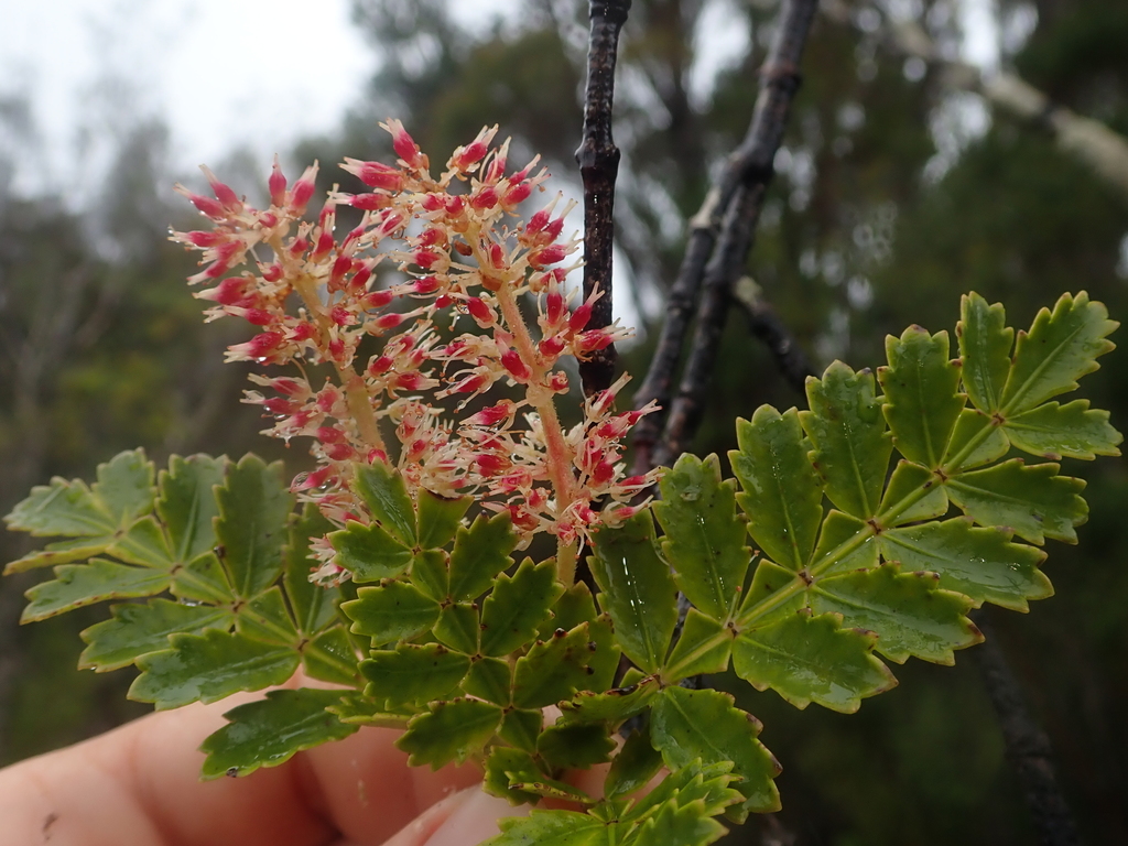 Weinmannia trichosperma (Weinmannia trichosperma)