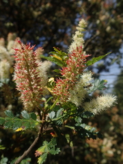 Weinmannia trichosperma (Weinmannia trichosperma)