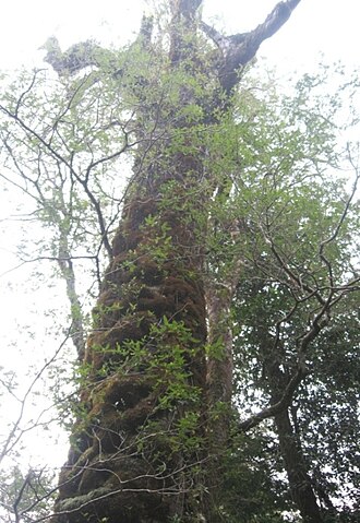 Weinmannia trichosperma: Tronco y copa del "Abuelo tineo", gran ejemplar de Weinmannia trichosperma en el parque Oncol, Valdivia, Chile.