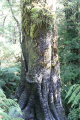 Weinmannia trichosperma (Weinmannia trichosperma)