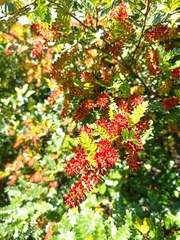 Weinmannia trichosperma (Weinmannia trichosperma)