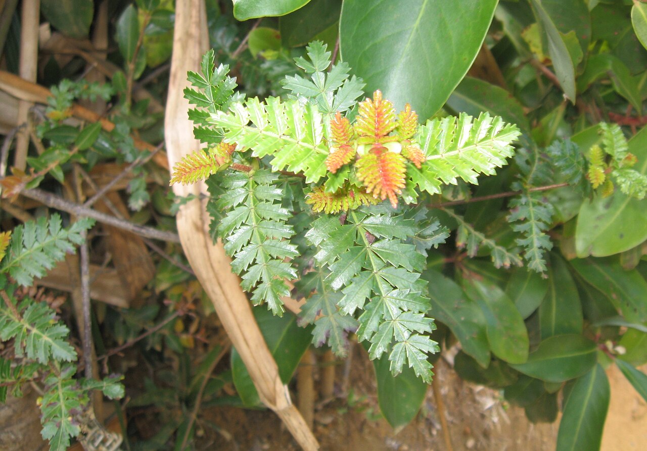 Weinmannia trichosperma: Hojas jóvenes de una planta nueva de tenío ( Weinmannia trichosperma ) en el parque Oncol, región de Los Ríos, Chile