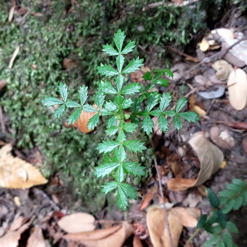 Weinmannia trichosperma (Weinmannia trichosperma)