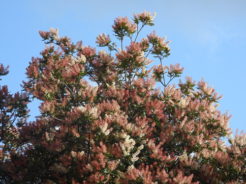Weinmannia trichosperma (Weinmannia trichosperma)