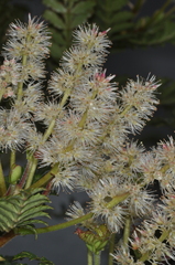 Weinmannia trichosperma (Weinmannia trichosperma)